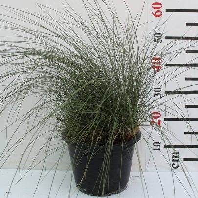Muhlenbergia Cappilaris 60-70cm