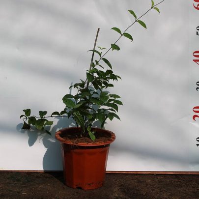 Quisqualis indica 70-80cm