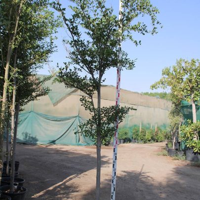 Bucida buceras 2.5-3.0m Ht, 1.5m CS, 25-30mm