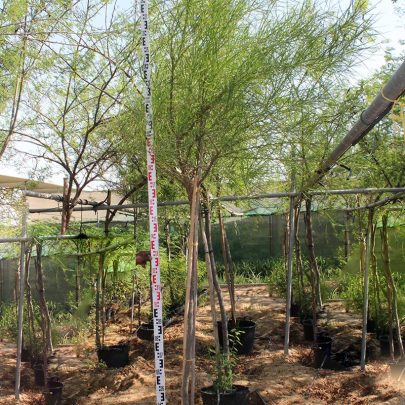 Parkinsonia Aculeata 3.0-3.5m Ht, 2m CT, 2-3cm Dia