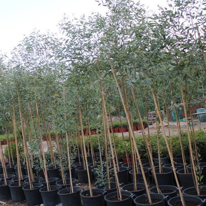 Eucalyptus 'Rostrata' (2.5-3.0 m O.A Ht,20-25mm,dia)