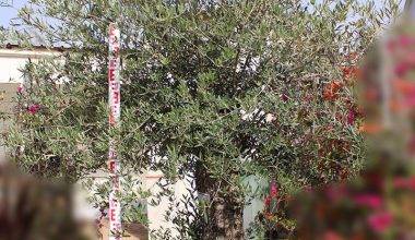 Olea Europaea Bonsai 100/120