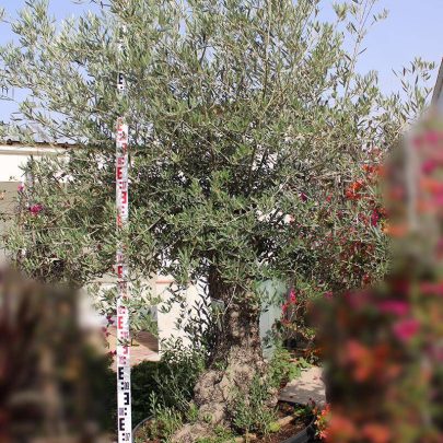 Olea Europaea Bonsai 100/120