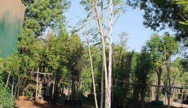 Albizia lebbeck 3" 3.5-4m, 6-7cm dia