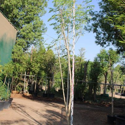 Albizia lebbeck 3" 3.5-4m, 6-7cm dia