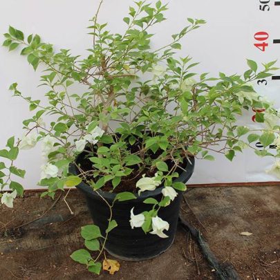 Bougainvillea glabra 'White' 40-50cm