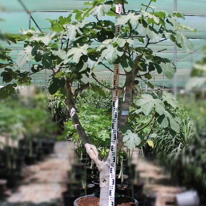 Ficus Carica " Turkey " ( 35-45cm Girth, 200 Ltr Pot )