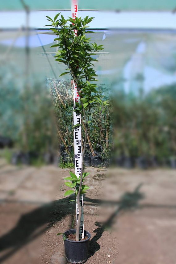 Citrus Orange " Turkey " ( 1.5m Height & Bushy )