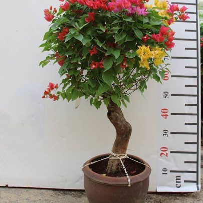 Bougainvillea Ball Shape  40cm Dia