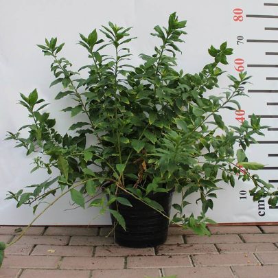 Brunfelsia latifolia 50-60cm