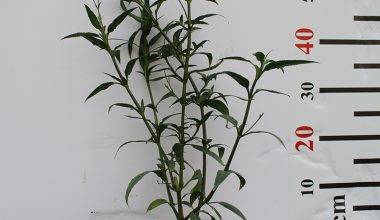 Ruellia ciliosa "purple'' 15-20cm