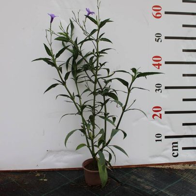 Ruellia ciliosa "purple'' 15-20cm