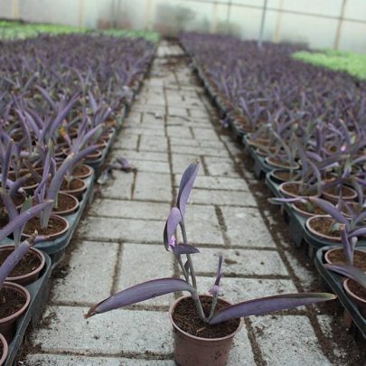 Setcreasea purpurea 10-15cm