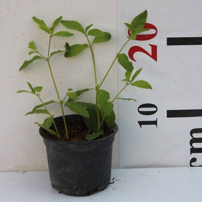 Alternanthera "Green" 10-15CM