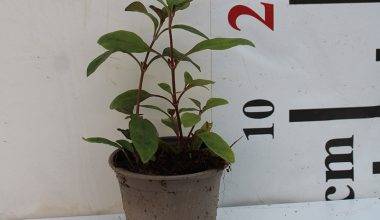 Alternanthera amoena(Red) 10-15CM