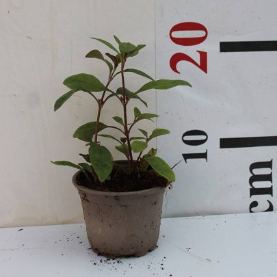 Alternanthera amoena(Red) 10-15CM