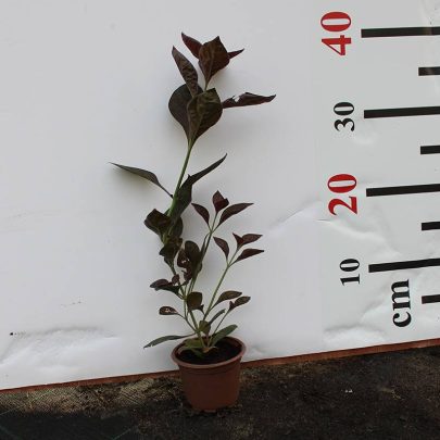 Iresine lindenii 15-20cm