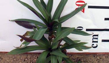 Rhoeo discolor 10-15cm