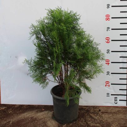 Thuya orientalis 40-50cm