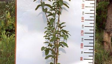 Psidium "Guava" Pakistan ( 1.2 - 1.5m Height )