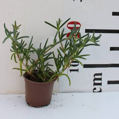 Lampranthus spectabilis 10-15cm