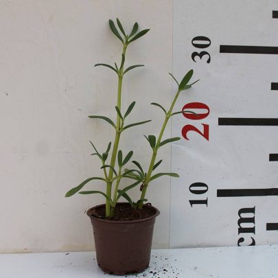 Sesuvium portulacastrum 10-15cm