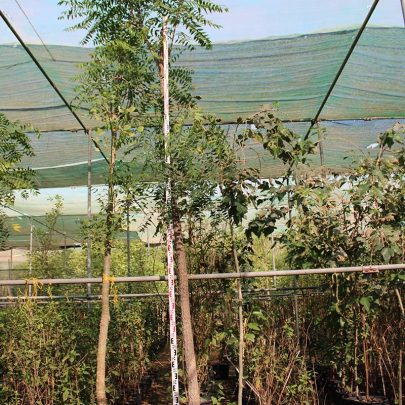 Azadirachta indica " Neem " 3-4m, 3" dia