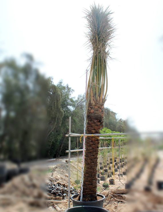 Phoenix dactylifera 3-3.5m