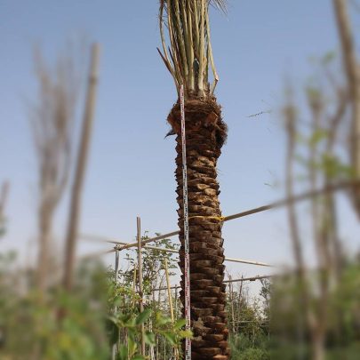 Phoenix dactylifera 4-4.5m