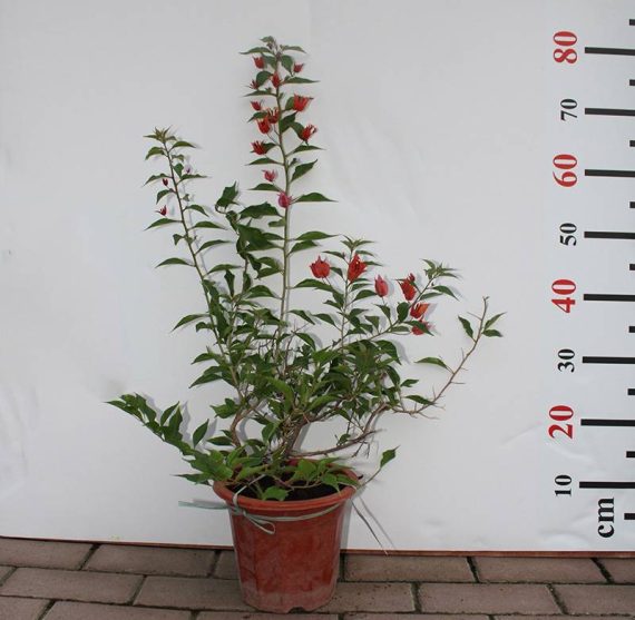 Bougainvillea Glabra "Mix Col" 40-50cm