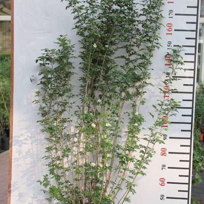 Murraya paniculata 1.8-2m