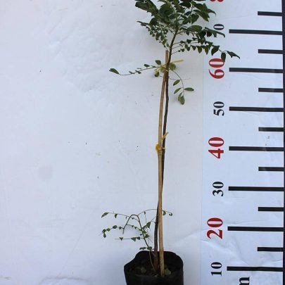 Murraya koenigii