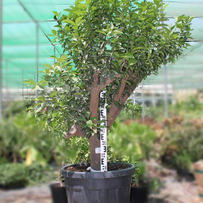 Citrus Reticulata" Turkey Oran ( 25-30cm Girth, 55 Ltr Pot )
