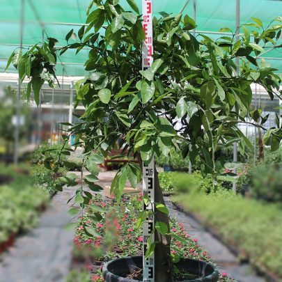 Citrus Reticulata''Mandarin'' (90-100cm Ht)