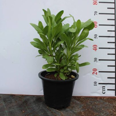 Scaevola Frutescens