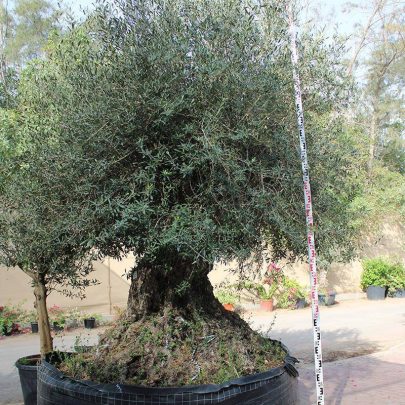 Olea Europaea