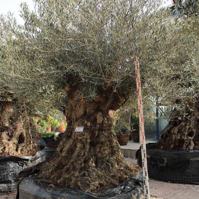 Olea Europaea Lechin SC Grande
