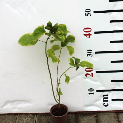 Acalypha wilkesiana 20-25cm