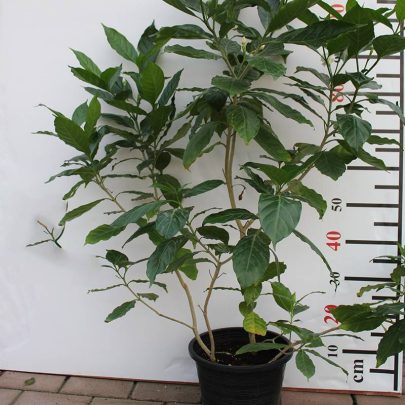 Tabernaemontana D.Flower 50-60cm