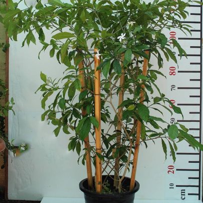 Tabernaemontana S.Flower 80-100cm