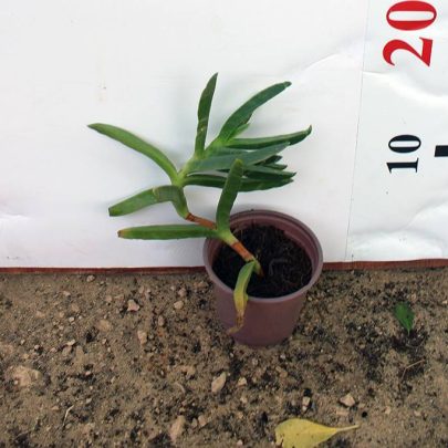 Carpobrotus Edulis 10 - 15cm