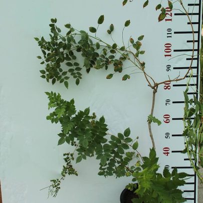 BIGNONIA RADICANS TRUMPET 1-1.5m
