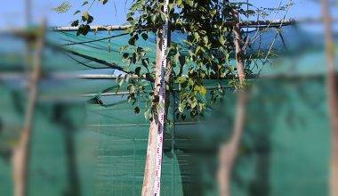 Ficus religiosa (3.5-4.5m Ht, 2m CS,150-170mm)