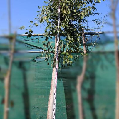 Ficus religiosa (3.5-4.5m Ht, 2m CS,150-170mm)