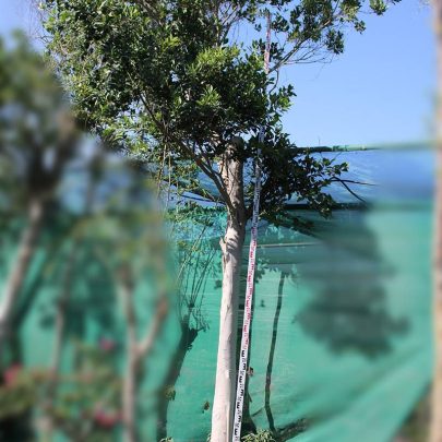 Ficus nitida (4.5-5m Ht,2.5m CS,150-170mm)