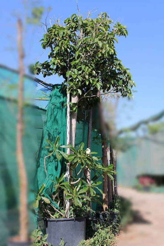 Ficus altissima 4.0-4.5m Ht, 2.5m CS, 10-11cm