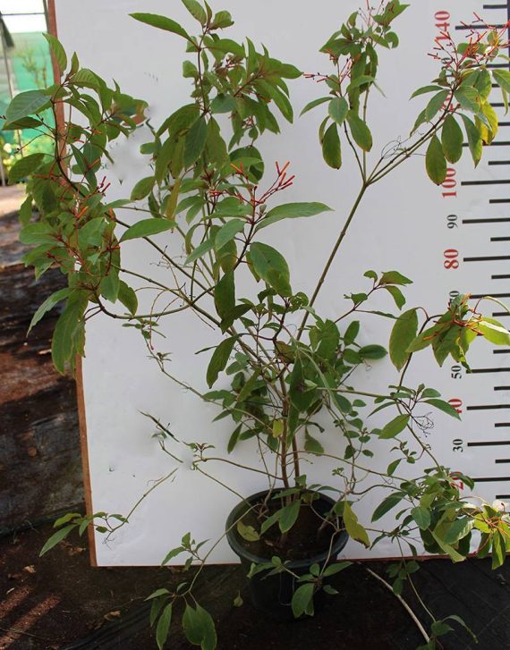 Hamelia patens - Image 3
