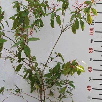 Hamelia patens