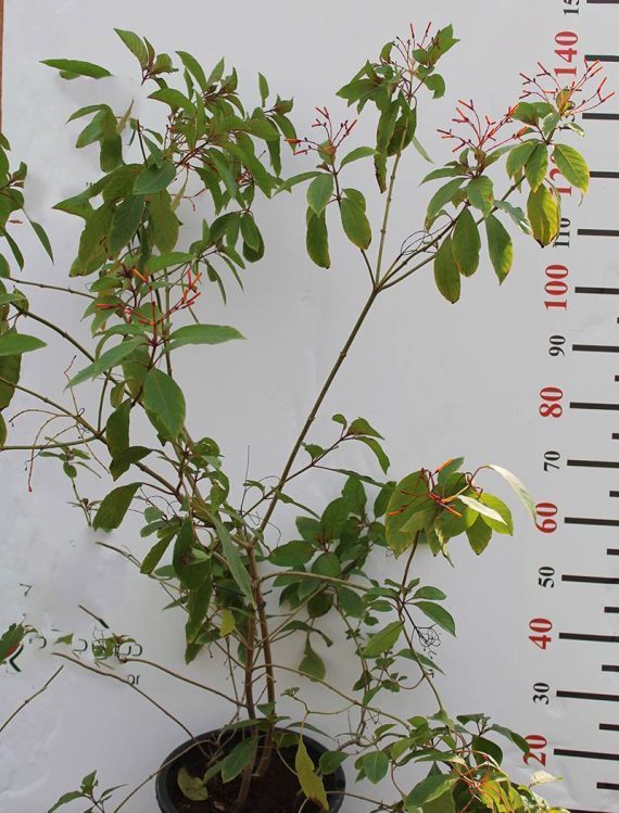 Hamelia patens