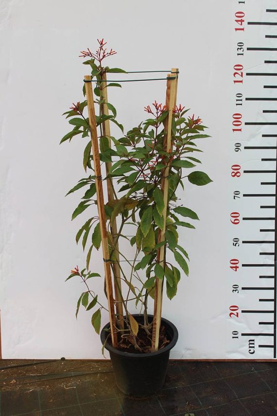 Hamelia patens - Image 2